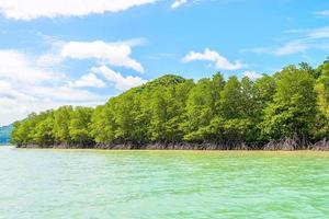 bela floresta tropical de mangue na Tailândia foto