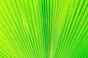 lindas texturas de folha de bananeira verde para o fundo foto