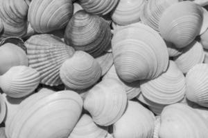 Preto e branco foto do amontoar do conchas do mar