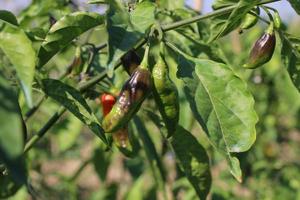 naga Pimenta é uma favorito prato do bengalis foto