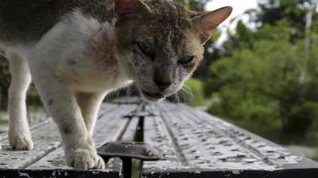 fechar acima do uma gato voltado para uma Câmera curioso em topo do uma aço banco. foto