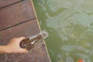 criança mão alimentando a peixe dentro a lagoa foto