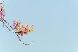 lindo flor do lagerstroemia floribunda foto