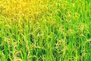 paisagem de campos de arroz com luz dourada na tailândia foto