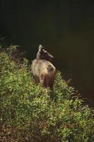 fêmea Sambar veado ao lado Riacho dentro Khaoyai nacional parque Tailândia foto
