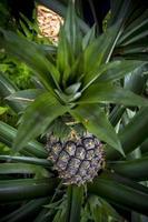 verde abacaxi fruta crescendo dentro jardim às madhupur, tangail, Bangladesh. foto