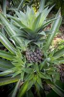 verde abacaxi fruta crescendo dentro jardim às madhupur, tangail, Bangladesh. foto