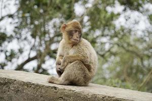 jovem barbary macaque macaco sentado em pedra parede foto