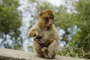 jovem barbary macaque macaco sentado em pedra parede foto