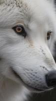 uma tirar o fôlego fechar-se do uma majestoso branco lobo, gerar ai foto