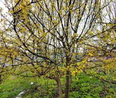 uma floração cornalina cereja dogwood cornus mas em uma nublado dia dentro primavera foto