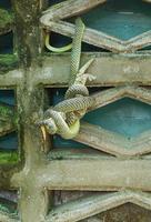 veneno verde serpente é comendo lagartixa foto