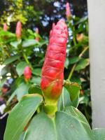 costus spicatus é uma medicinal erva Além disso conhecido Como uma espinhoso plantar dentro a costaceae família com desfocado fundo, vermelho flores e verde folhas foto