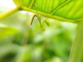 Rezar louva a Deus larvas em plantas. animal macro foto. foto