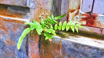 uma plantar este cresce em a muro. da natureza foto. foto