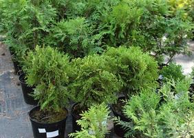 venda do thuja. mudas do jardim plantas. para uma família trama. flor fazer compras foto