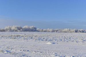 uma coberto de neve campo dentro inverno, azul céu e floresta. neve dentro uma inverno campo durante a dia. foto