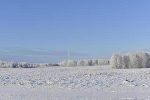 uma coberto de neve campo dentro inverno, azul céu e floresta. neve dentro uma inverno campo durante a dia. foto