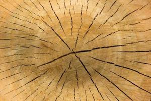 fechar acima Visão do velho de madeira casca, em relevo textura do a Castanho árvore, padrão do natural cortado árvore fundo, áspero superfície, horizontal impressão para decoração, capa, papel de parede, interior Projeto foto