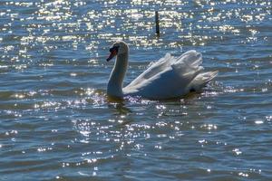 lindo cisne flutua no lago foto