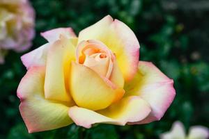 verão florido rosa em botão foto