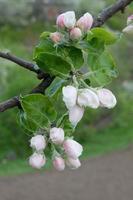 Rosa e branco maçã Flor flores em árvore dentro primavera foto