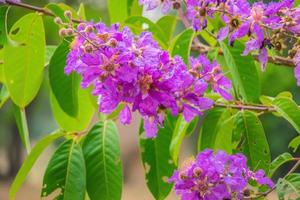 roxa flor plantar dentro jardim, flor do lagerstroemia buquê.natureza background.lagerstroemia floribunda jack.lythraceae foto