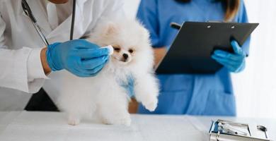 dois médicos o estão examinando. conceito de medicina veterinária. Lulu da Pomerânia na clínica veterinária. foto