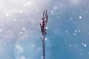 plantas silhueta e céu fundo dentro inverno foto
