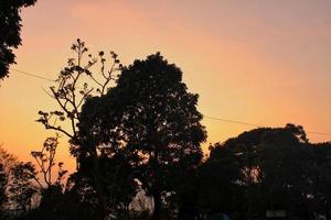 capturando a beleza do uma da árvore silhueta, pôr do sol dentro a floresta, silhueta do uma árvore, uma foto do uma da árvore silhueta