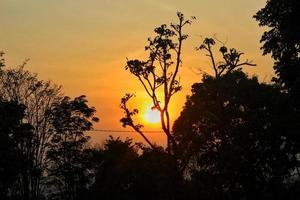 capturando a beleza do uma da árvore silhueta, pôr do sol dentro a floresta, silhueta do uma árvore, uma foto do uma da árvore silhueta