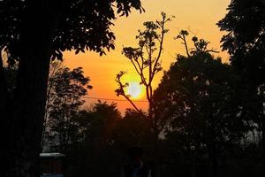 capturando a beleza do uma da árvore silhueta, pôr do sol dentro a floresta, silhueta do uma árvore, uma foto do uma da árvore silhueta