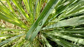 citronela plantar cymbopogon citratus serai. sereh foto