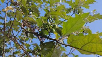 takokak fruta solanum torvum sw foto