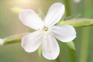 delicado branco flor fechar-se em uma verde fundo. foto