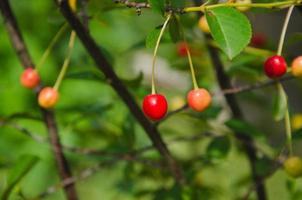 cerejas amadurecer em a arbusto, vermelho e amarelo bagas foto