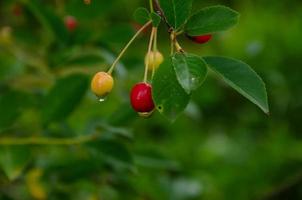 cerejas amadurecer em a arbusto, vermelho e amarelo bagas foto