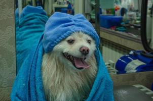 cachorro depois de lavando dentro uma toalha e dentro uma cabelo boné. foto