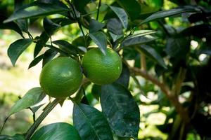 verde Malta citrino suspensão em árvore dentro Bangladesh. foto