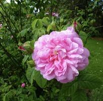 damasco rosa 'ispahan' dentro Novo zelândia jardim foto