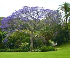 lindo azul jacarandá árvore crescendo dentro Austrália foto