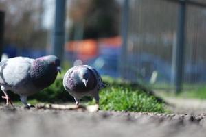 fofa Pombo dentro a local público parque do luton Cidade do Inglaterra Reino Unido foto