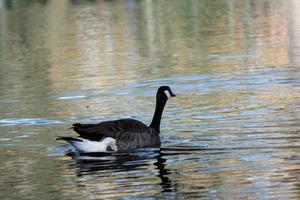 fofa água pássaros às a lago do público parque do luton Inglaterra Reino Unido foto