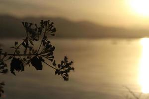 silhuetas do plantas contra a fundo do a pôr do sol em a lago foto