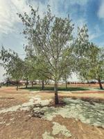 eu ampla florescendo Primavera árvore dentro a parque foto