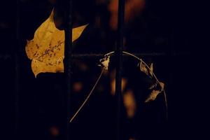 outono dourado bordo folha em uma metal cerca foto