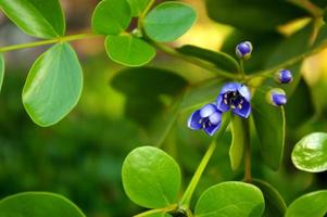 pequenas flores roxas do gênero guaiacum árvore de madeira lignum vitae foto