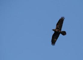 Preto comum Raven vôo dentro uma azul céu foto