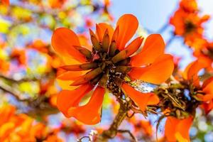 laranja flores em eritrina caffra árvore iin Primavera foto