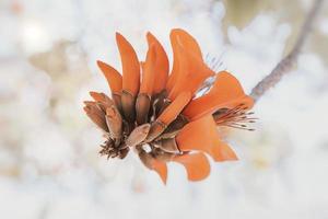 laranja flores em eritrina caffra árvore iin Primavera foto